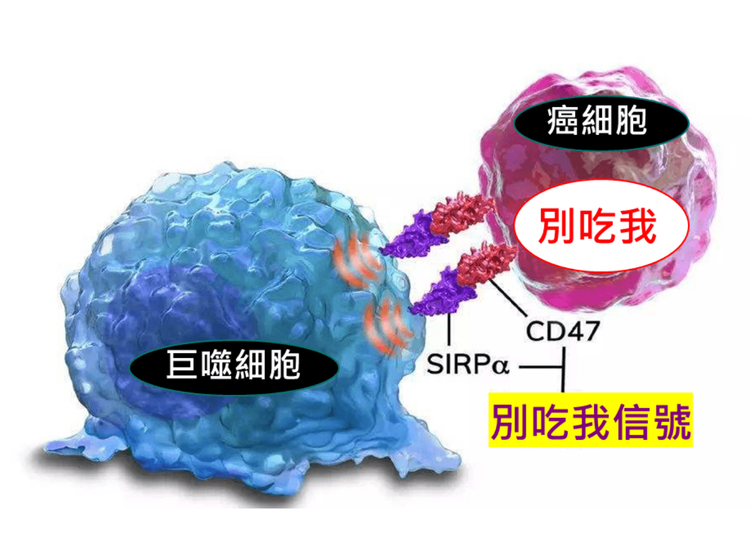 癌細胞「別吃我」機制示意圖。國衛院提供