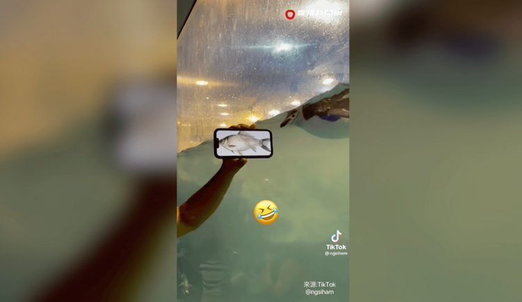 這條魚吸引企鵝目光。 