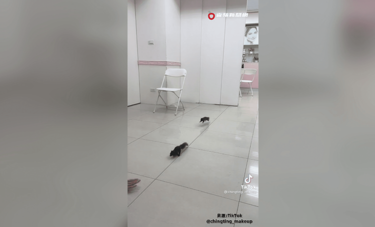 松鼠還會自動飛奔回來。