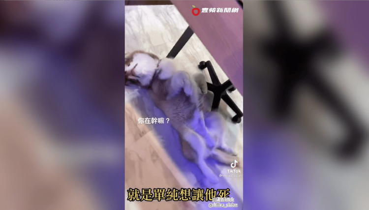 哈士奇搗蛋後爽躺睡大覺。