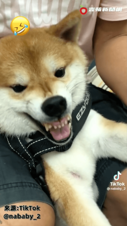 愛犬生氣模樣把主人逗樂。