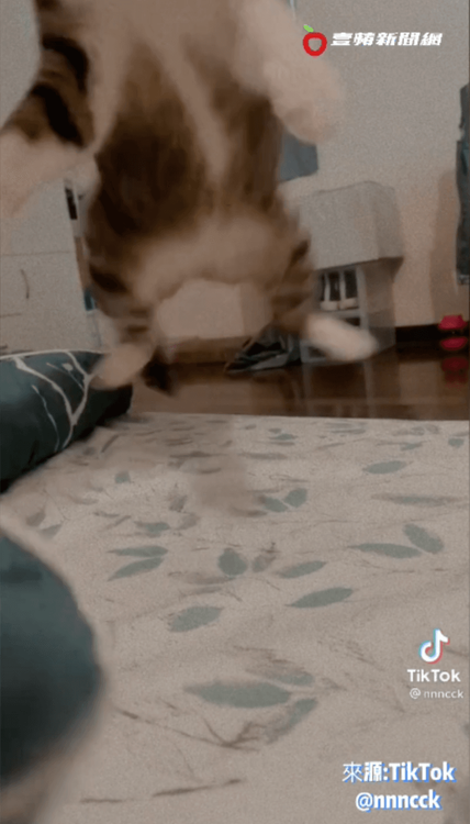 迎面而來的猛烈飛撲。