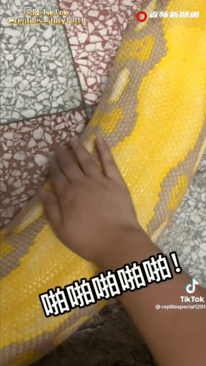 竟遭主人「啪啪啪」連發。