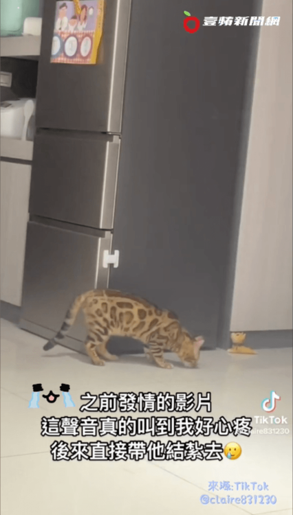 網友心疼貓咪，也同情鄰居。