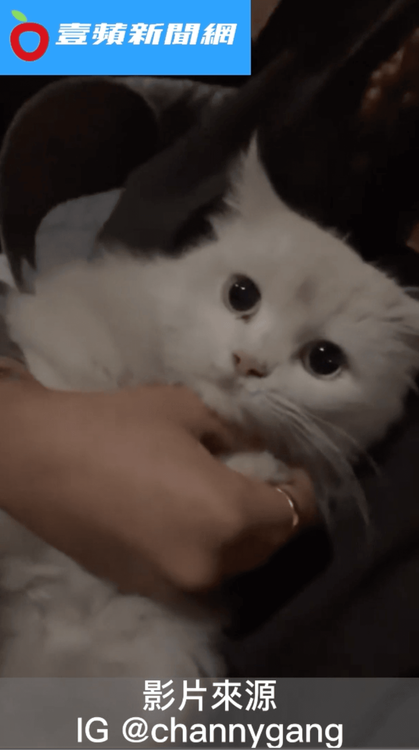 貓咪被好心人士收留。