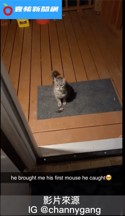 這下換成主人傻眼貓咪了。