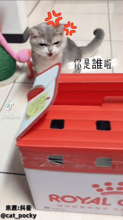 來搶地盤森七七。