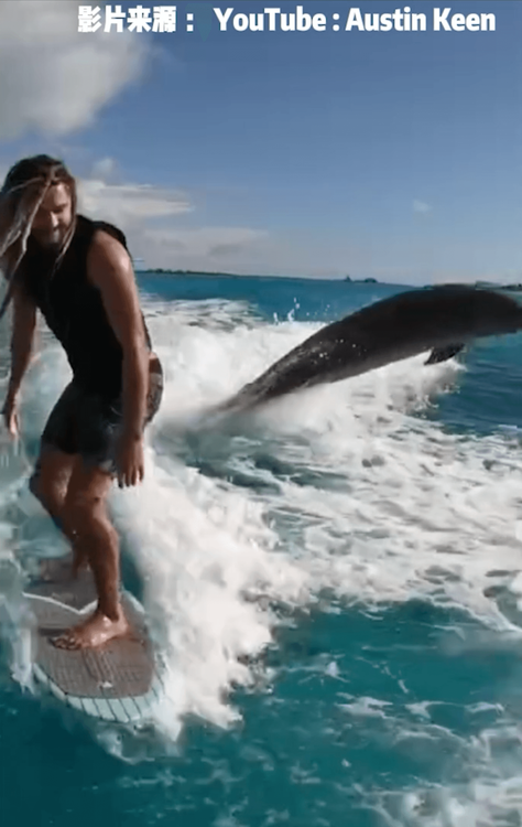 有海豚在旁邊旋轉跳躍。