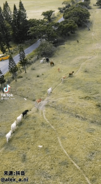 周圍還有牛群。