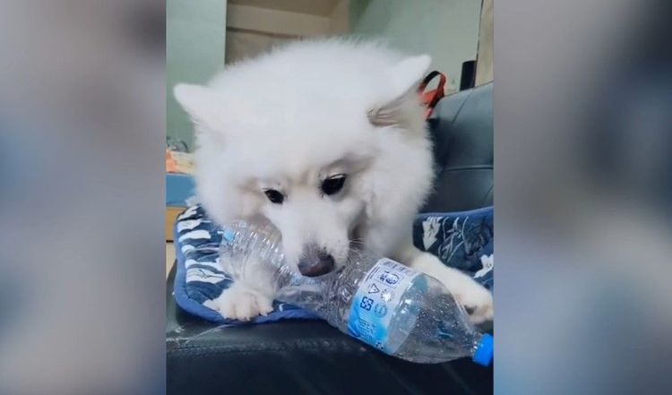 狐狸犬Yuki對寶特瓶情有獨鍾。