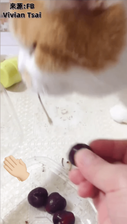 幫忙咬去櫻桃梗。