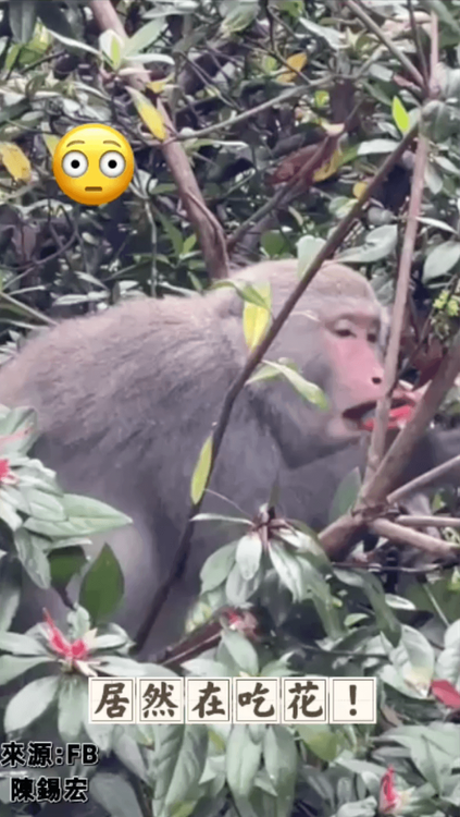 摘花朵全吃光。