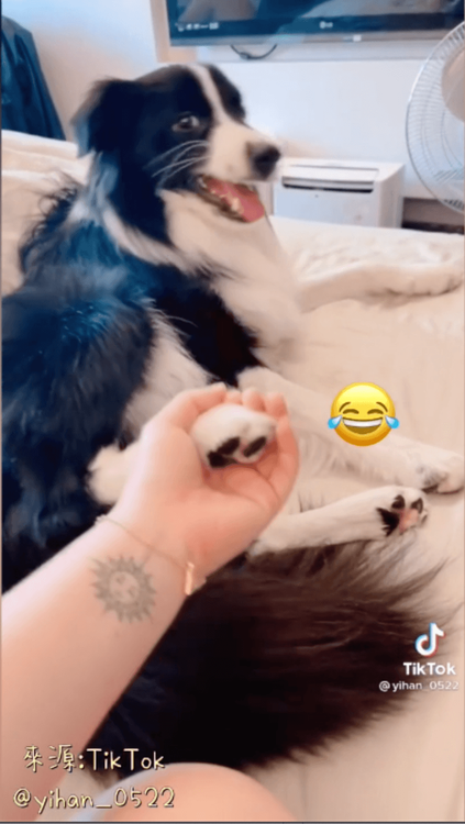 邊境牧羊犬調皮伸出後腳給握。