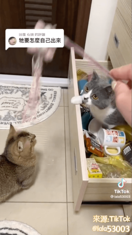 網友比較好奇貓咪是怎麼進去的。