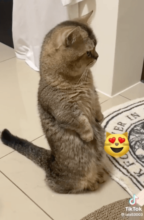 站的跟狐獴一樣。