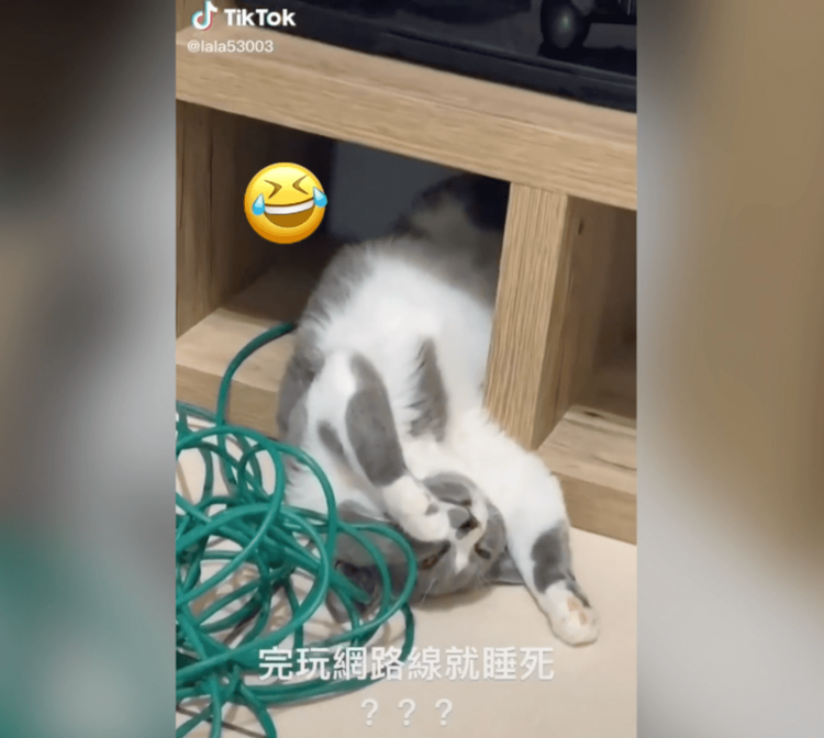 倒頭栽睡姿萌翻。