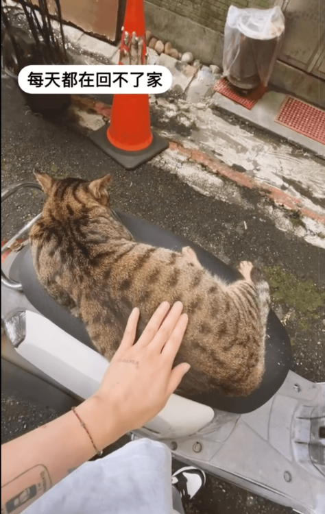 刺青妹一直拍，貓還是照睡。