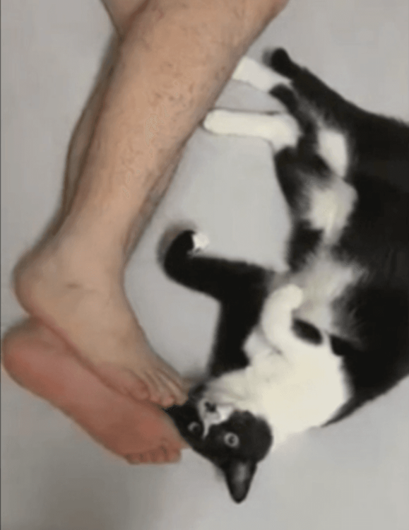 不但喜歡聞腳，還會又抱又摸。