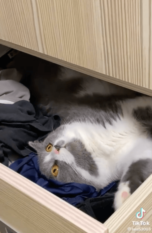 秘密基地被發現一臉震驚。