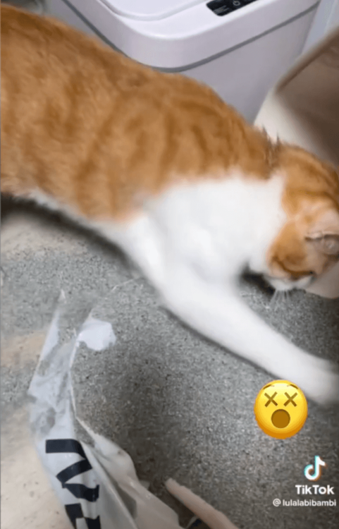 愈幫愈忙，把貓砂都撥到外面去。