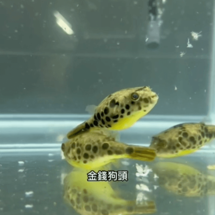 金錢狗頭顏色鮮豔。
