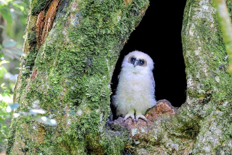 會員攝影作品。拍鳥俱樂部