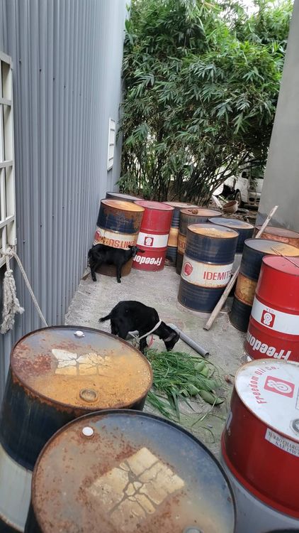 熱心民眾見黑山羊在省道亂竄，驅趕到汽車修理廠，還用油桶圍住。警方提供