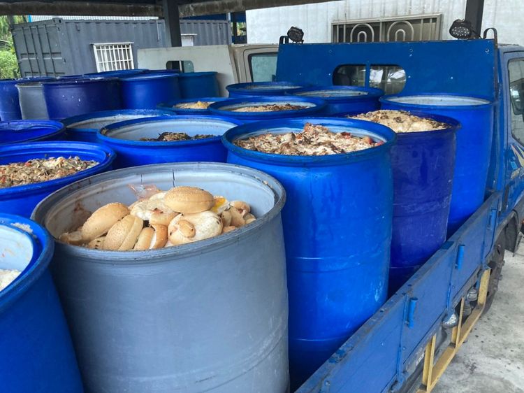 黑豬業者回收的一桶桶廚餘。陳宏銘攝