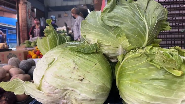 高山高麗菜交易價漲幅較大，一件從1300元漲至1500元。魏嘉良攝