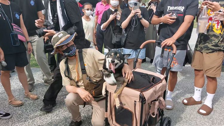 麥麥超熱情，一直想靠近邁邁。 凃建豐攝