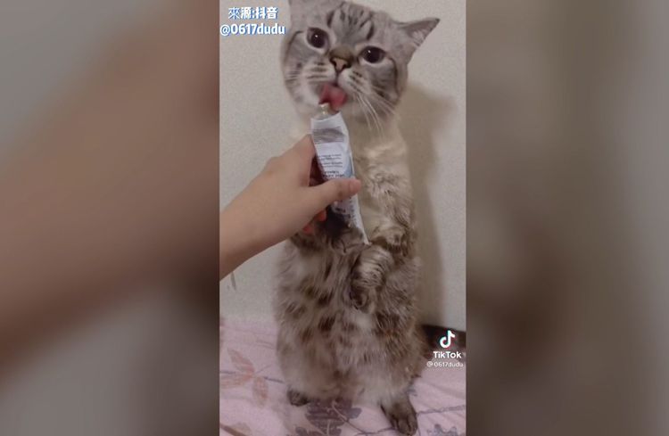 對！要雙手捧好喔！讓奴才休息一下。