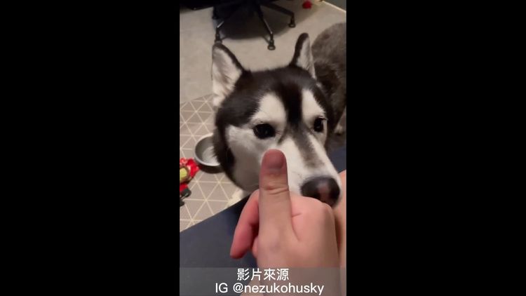人狗之間心靈相通，不用言語呀！