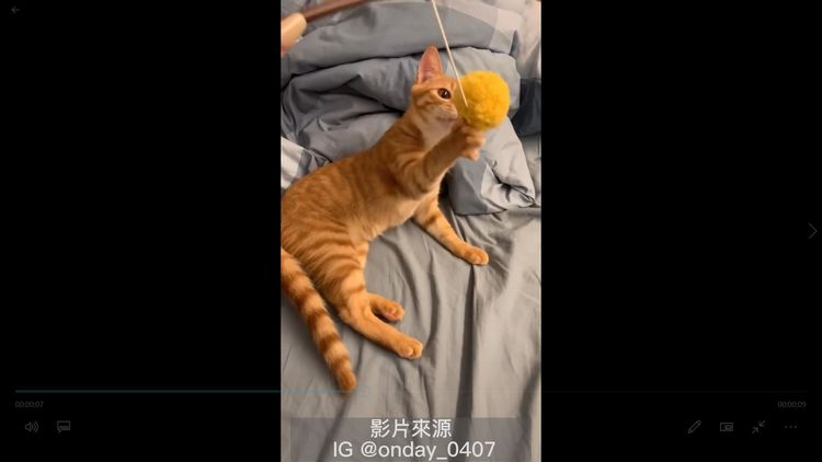 喵皇：天上飛的小天使快降臨吧！	