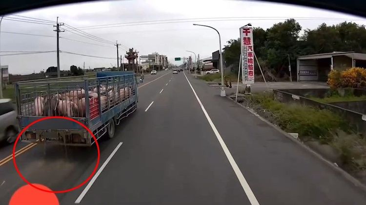 運豬車排糞水行徑全遭後車直擊拍下。攝自《爆料公社》