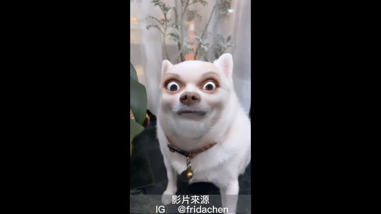 套上人臉濾鏡，讓狗狗的殺氣十足。