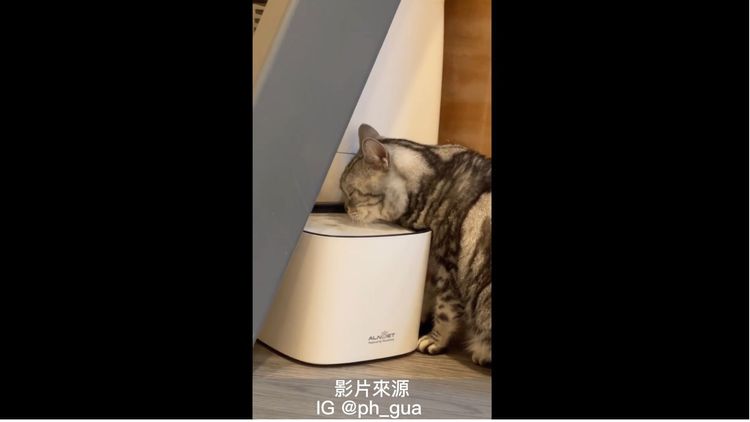 喵喵瞇著眼睛喝水實在太萌了。