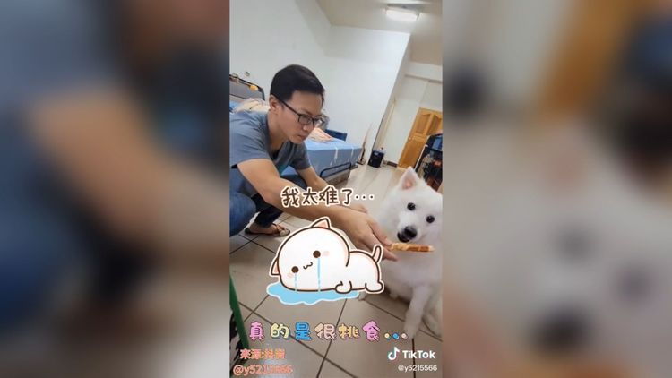 是零食！是零食，快給本汪吃呀！