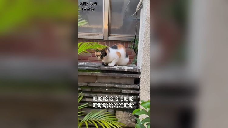 喵喵：這樣睡覺不行嗎？