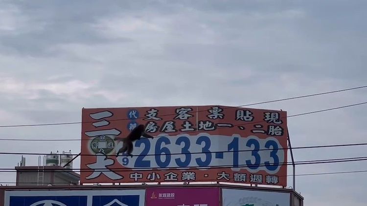 猴子手腳並用攀行7公尺高電纜線。民眾提供