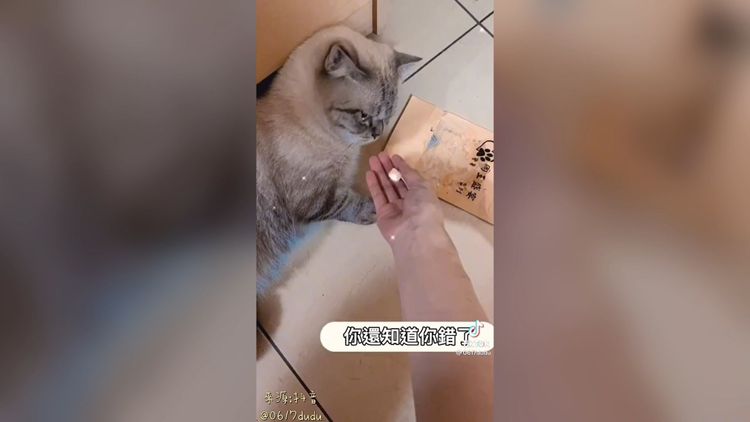 最後一塊喵皇竟然不為所動，看來真的有反省？