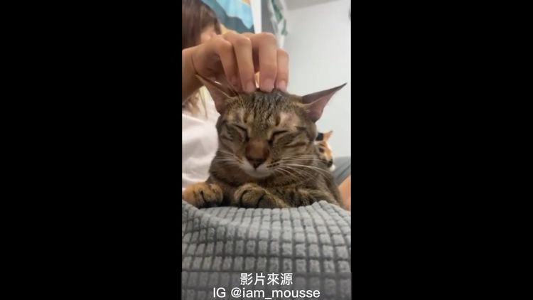 喵喵：這力道剛剛好，不要停呀。