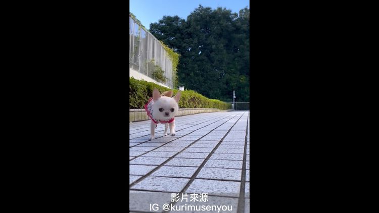 這隻吉娃娃彷彿就像在跳舞一樣。