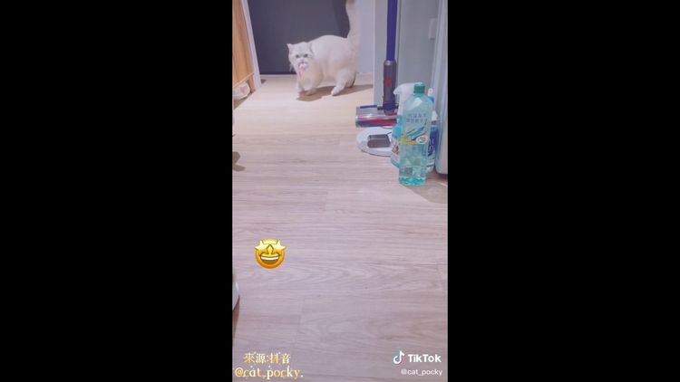 貓貓也會你丟我撿，真的好可愛。