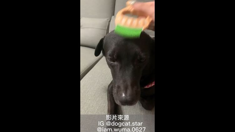 被主人服侍的狗真的很幸福。