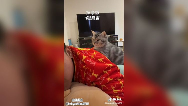 主人直接把貓咪當成按摩師，真舒服呀。