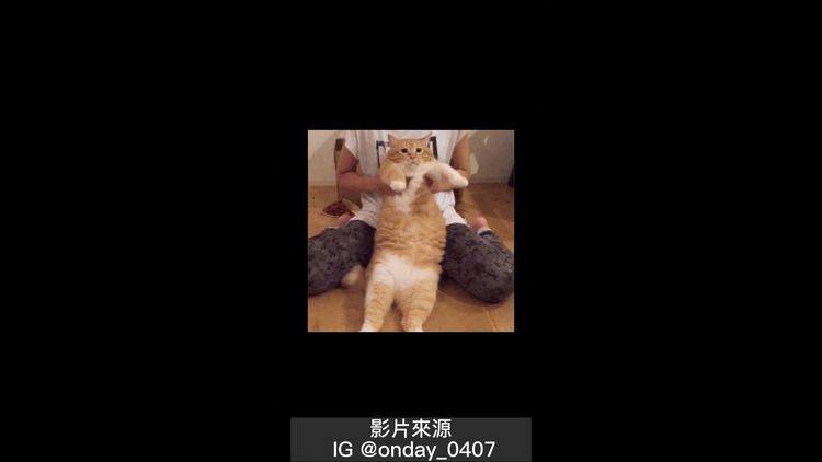 搖晃著肥肚的喵看了好療癒