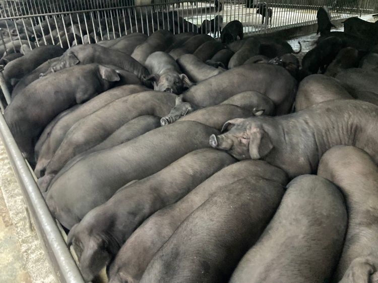 廚餘完成蒸煮，待稍冷卻後，透過場內輸送管道送到各豬圈豬。陳宏銘攝