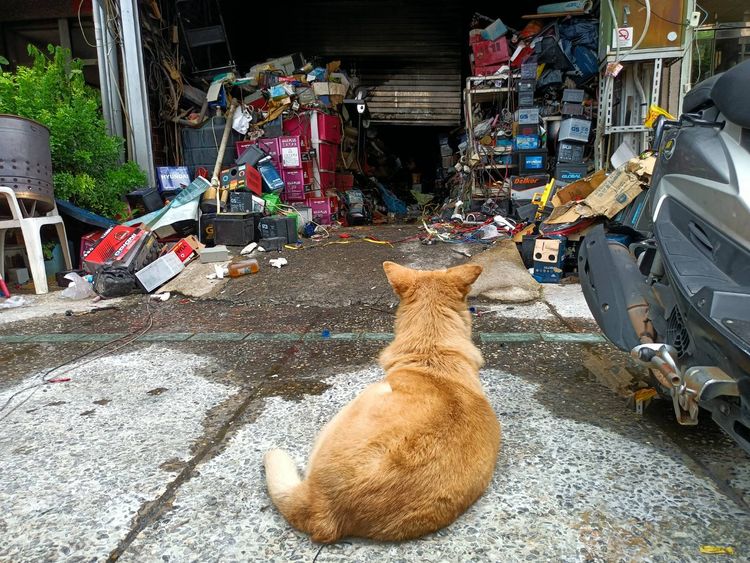 逃出火場的忠犬哈利今早都守在住家前，疑似在等待主人回來。林錫淵攝