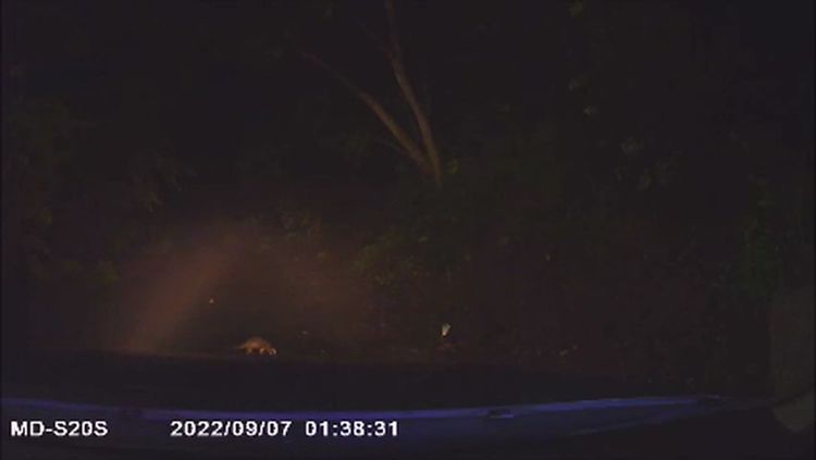 警方巡邏時警車前突出現一隻幼小穿山甲，警方立即停車保護牠安全離開。讀者提供