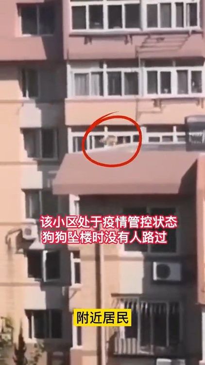 柴犬跑到頂樓低矮圍牆邊後，一躍而過。翻攝自微博